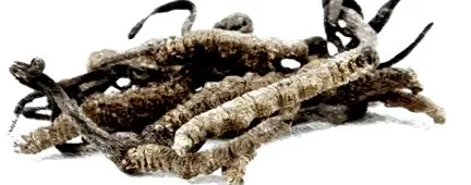 hogy Cordyceps