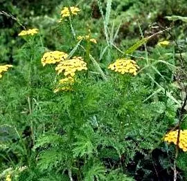 tanacetum