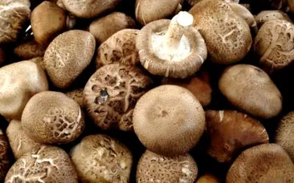 shiitake