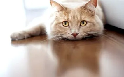 котката