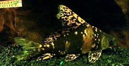 cápa