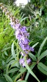 vitex