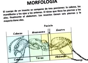 amerikai trópusokon