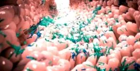 mikrobiota