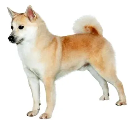 buhund