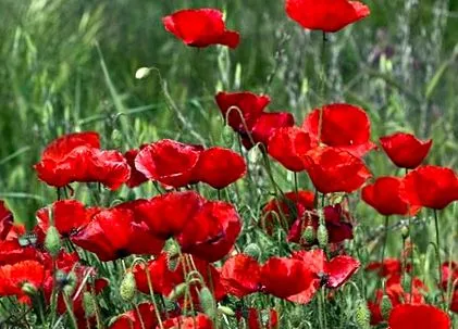 papaver
