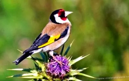 carduelis