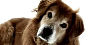 indidogs
