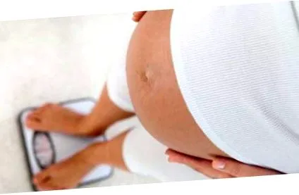 gravid