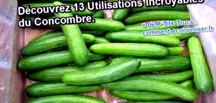 castravete utilizări