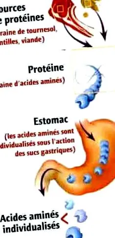 napi