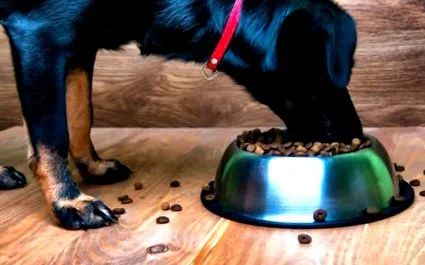 seniori