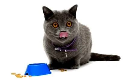 dieta