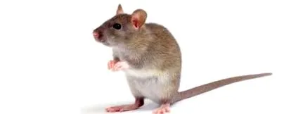élelmiszer