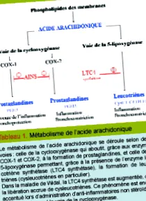arachidonsav anyagcseréjében