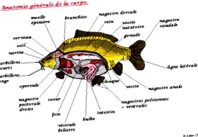 anatomie