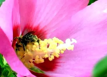 pollen