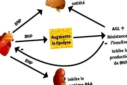 metabolic