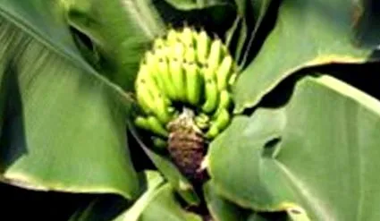 bolile verde