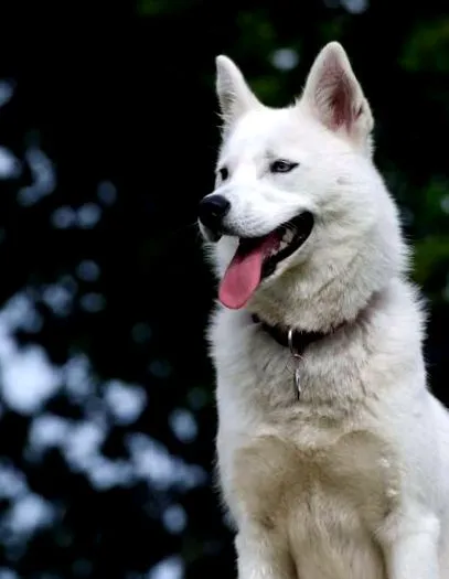 buhund norvég