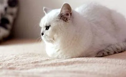 котів підтверджується