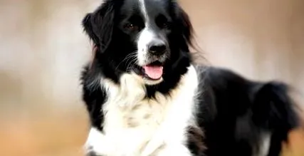 bordercollie Border Collie