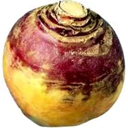 rutabaga