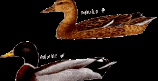 Bourderionnet album oiseau-libre