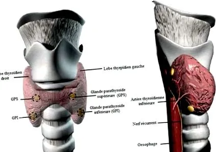orléans chirurgie