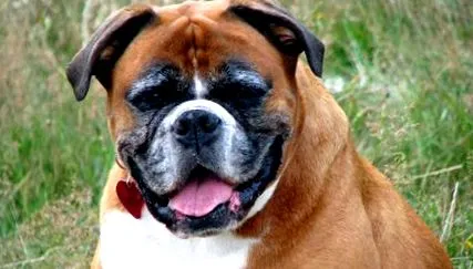 câine