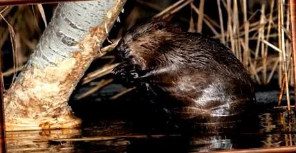 Castor canadensis