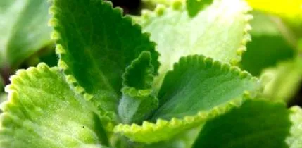 fogyás coleus
