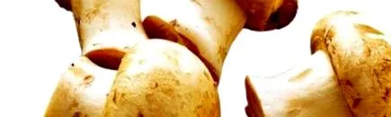 gombás gombát