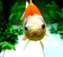 vetofish