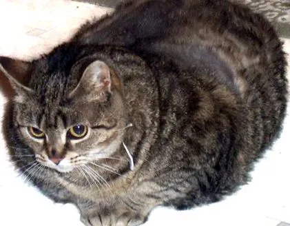 lehet lehet