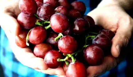 поради Виноградне лікування