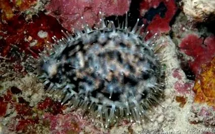 cypraea