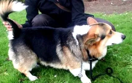 corgi