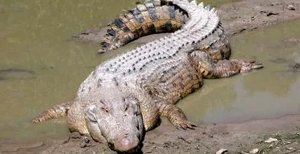 krokodil krokodil