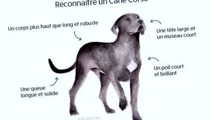 cane