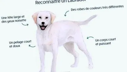 labrador labrador
