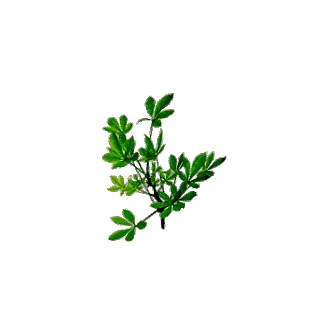 eleutherococcus