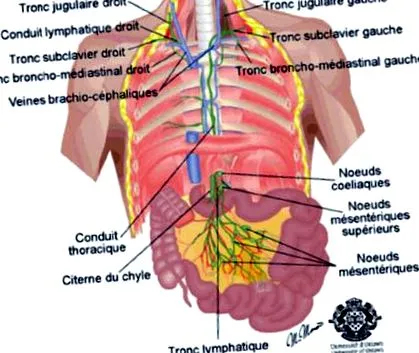 medical swiss