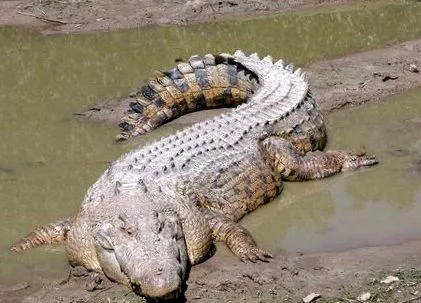 crocodylus