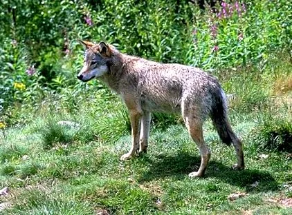 canis Futura Planet