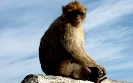 berber