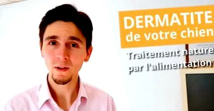 dermatitisz kutya