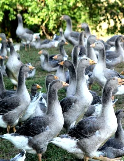 foie gras