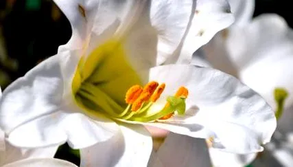 fleur