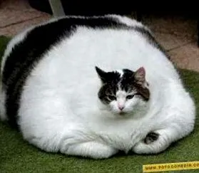 които